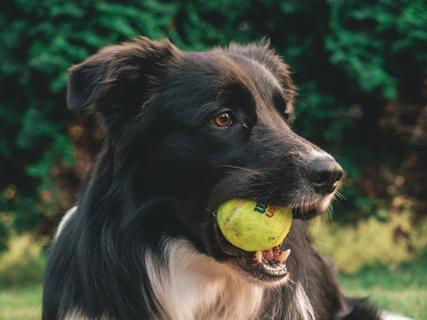 Dog Playing with Tennis Ball