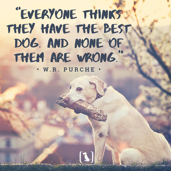 “Everyone thinks they have the best dog. And none of them are wrong.”