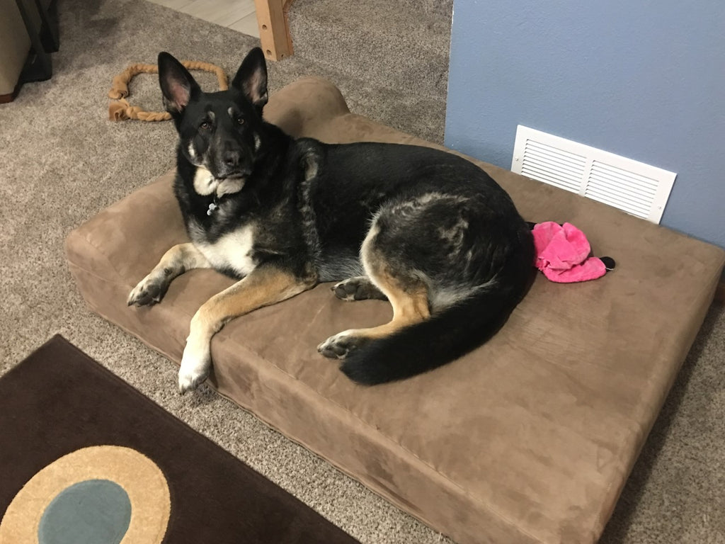 Matrix sleeping on his Big Barker bed