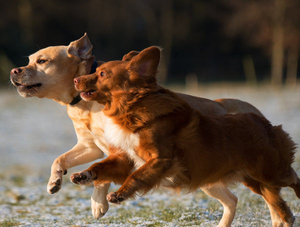 Dogs Running Together