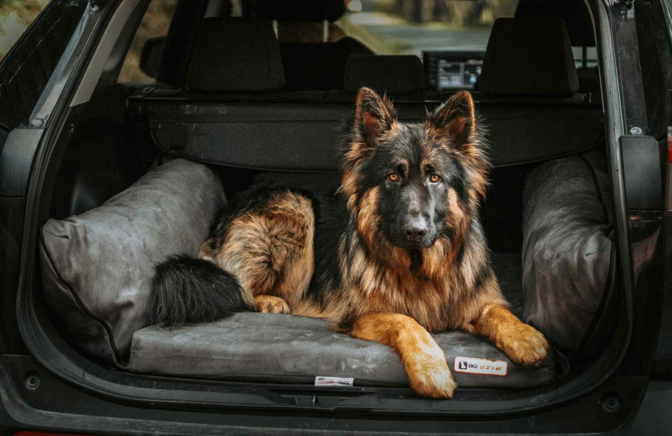 Backseat Barker: SUV Edition - Big Barker product image