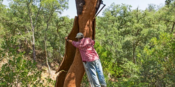 Harvesting cork