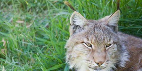 Iberian Lynx