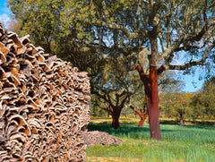 Uncorking a cork oak tree