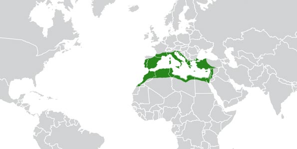 The Mediterranean Basin