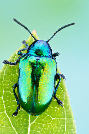 iridescent green beetle