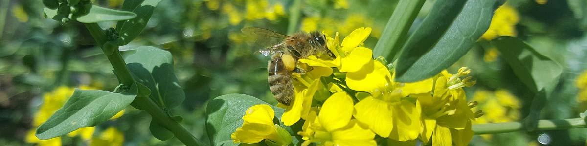 Bee gathering in NZ garden