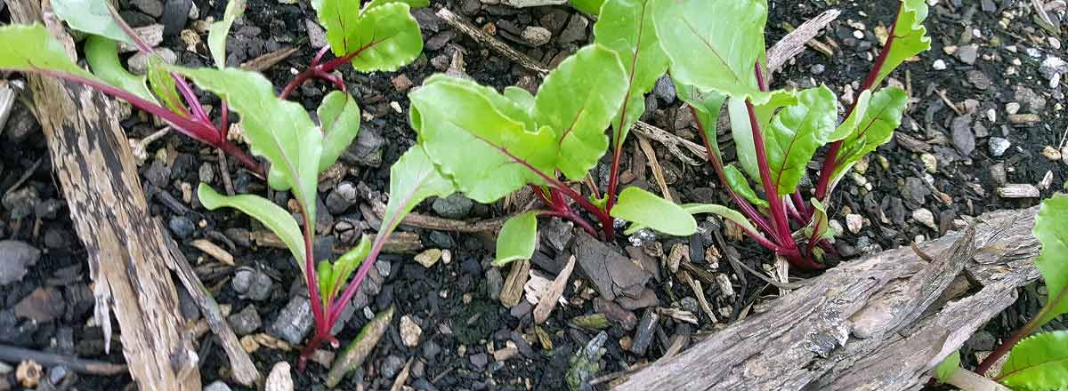 Beetroot Detroit Dark Red growing from seed