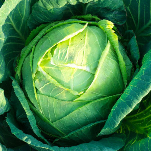 Cabbage Copenhagen Market homegrown from seeds