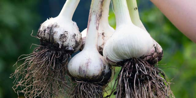 Freshly harvested Elephant Garlic from the garden