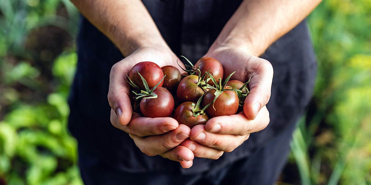 Handful of black cherry tomatoes homegrown from heirloom seeds