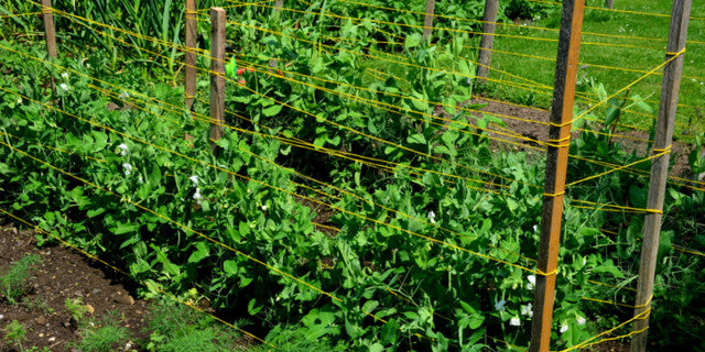Peas growing up support in new garden beds