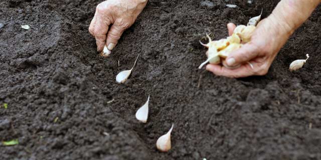 Planting Garlic Cloves in the garden