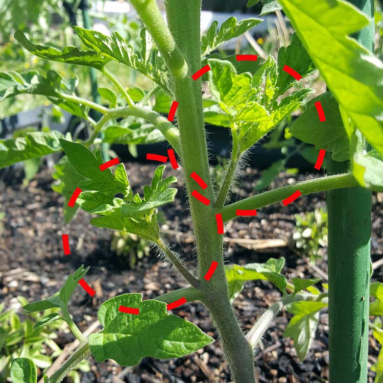 Removing Tomato Laterals / Side Shoots