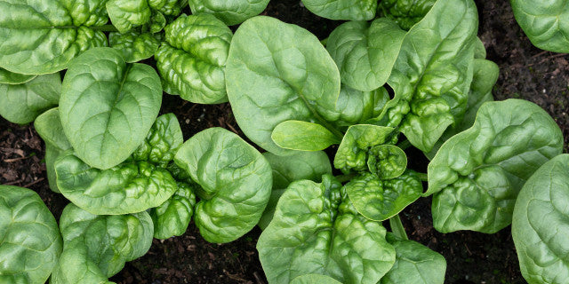 Spinach vegetable seeds