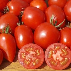 Tomato Amish Paste grown from seeds