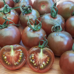 Tomato Black Cherry grown from seeds