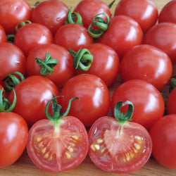 Tomato Gardeners Delight grown from seeds