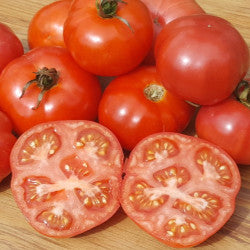 Tomato Mortgage Lifter grown from seeds