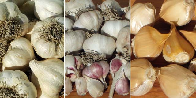 Types of Garlic: Printanor (left), Russian Red (centre), and Elephant (right)