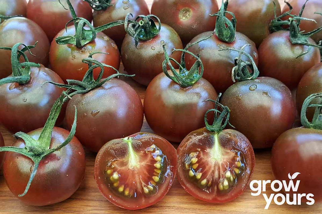 Tomato 'Brandywine Pink' Seeds – Heirloom Tomato Seeds NZ – Grow Yours
