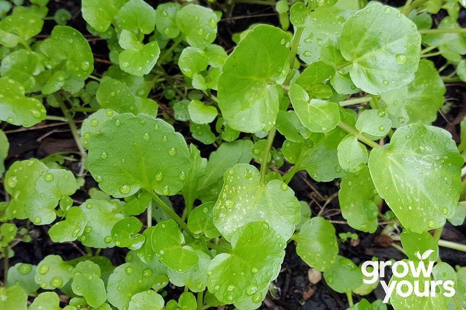 watercress grow seeds yours