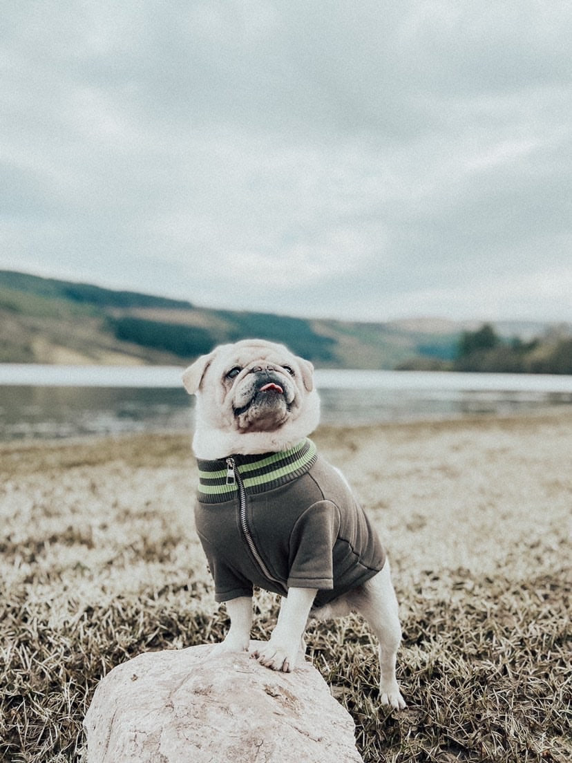 A dog posing in a field with an Over Glam Thin Jacket