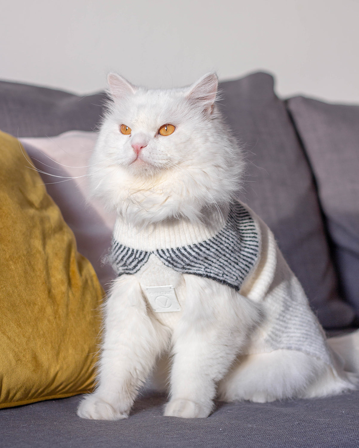 A cat with an OverGlam jumper posing on a grey couch