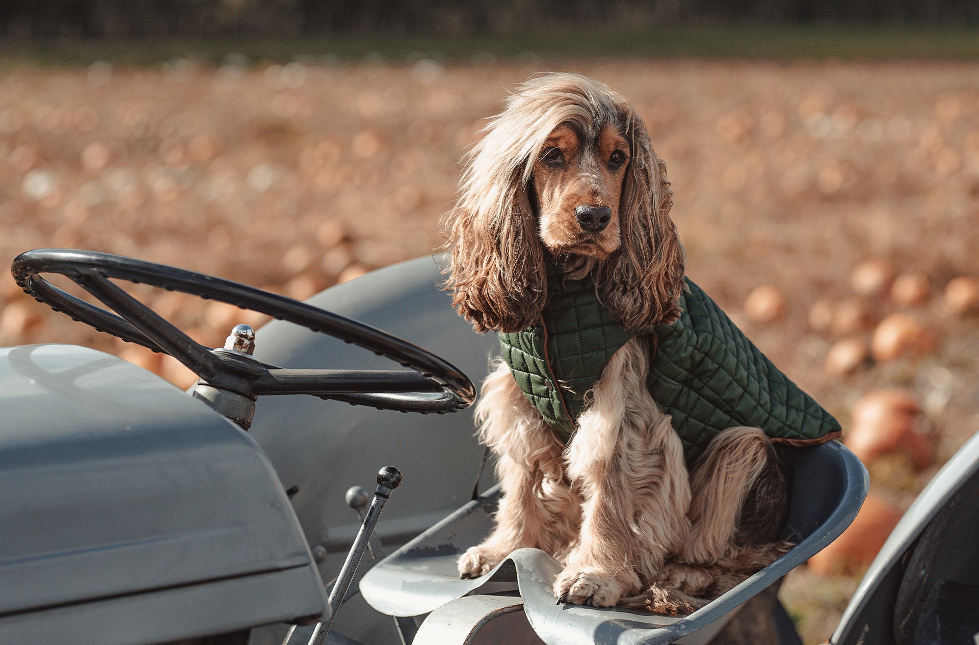 A dog posing outside on a tractor with an Over Glam coat
