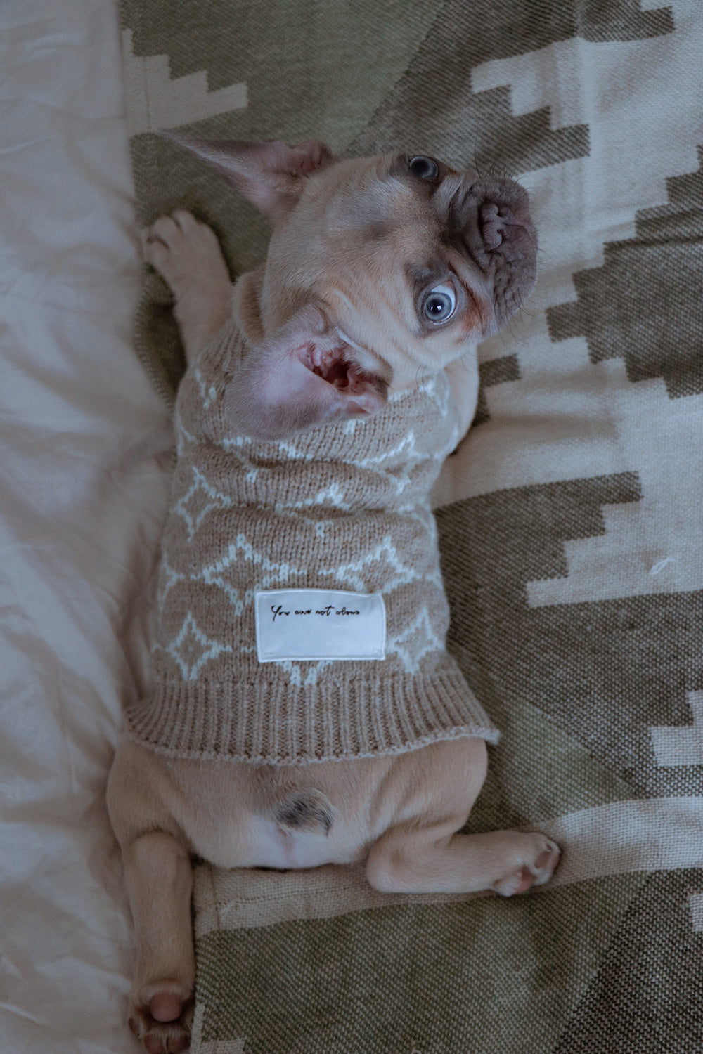 A dog with an OverGlam jumper laying in a bed