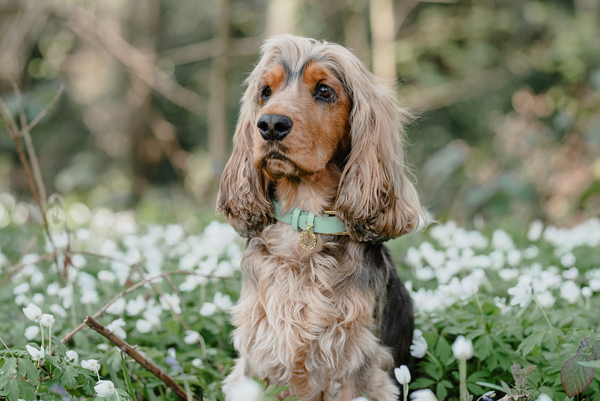 A dog in a field of flowers wearing an Over Glam collar