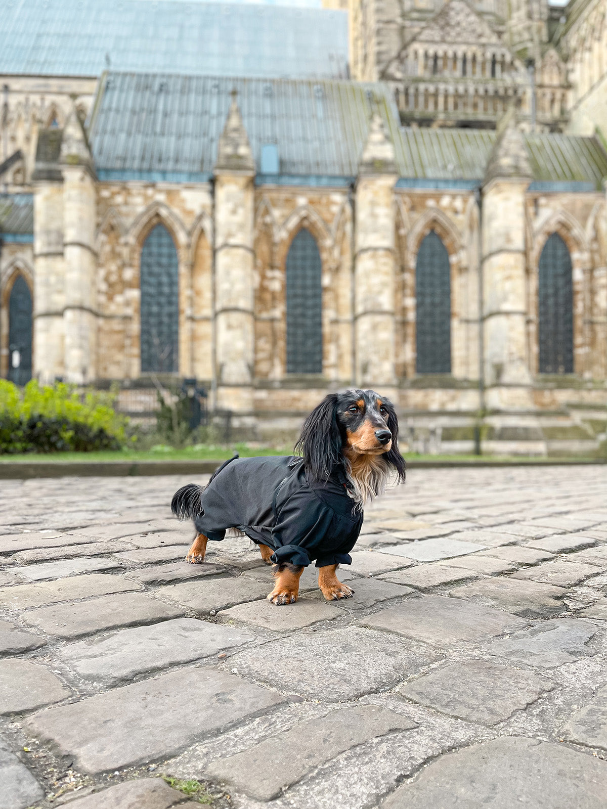 A dog in fron of a church wearing an Over Glam Thin Coat