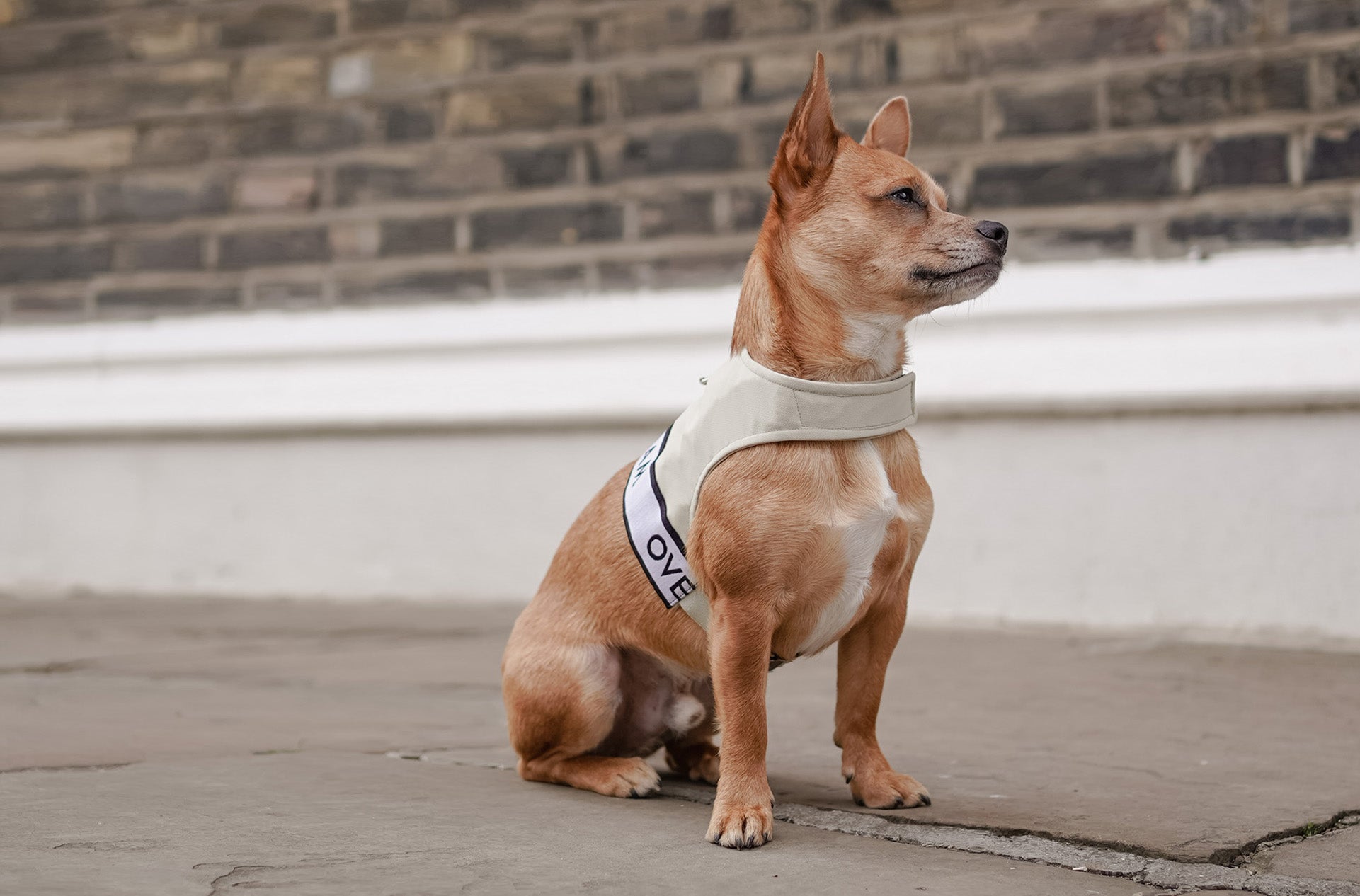 A dog posing with an Over Glam Harness in the street