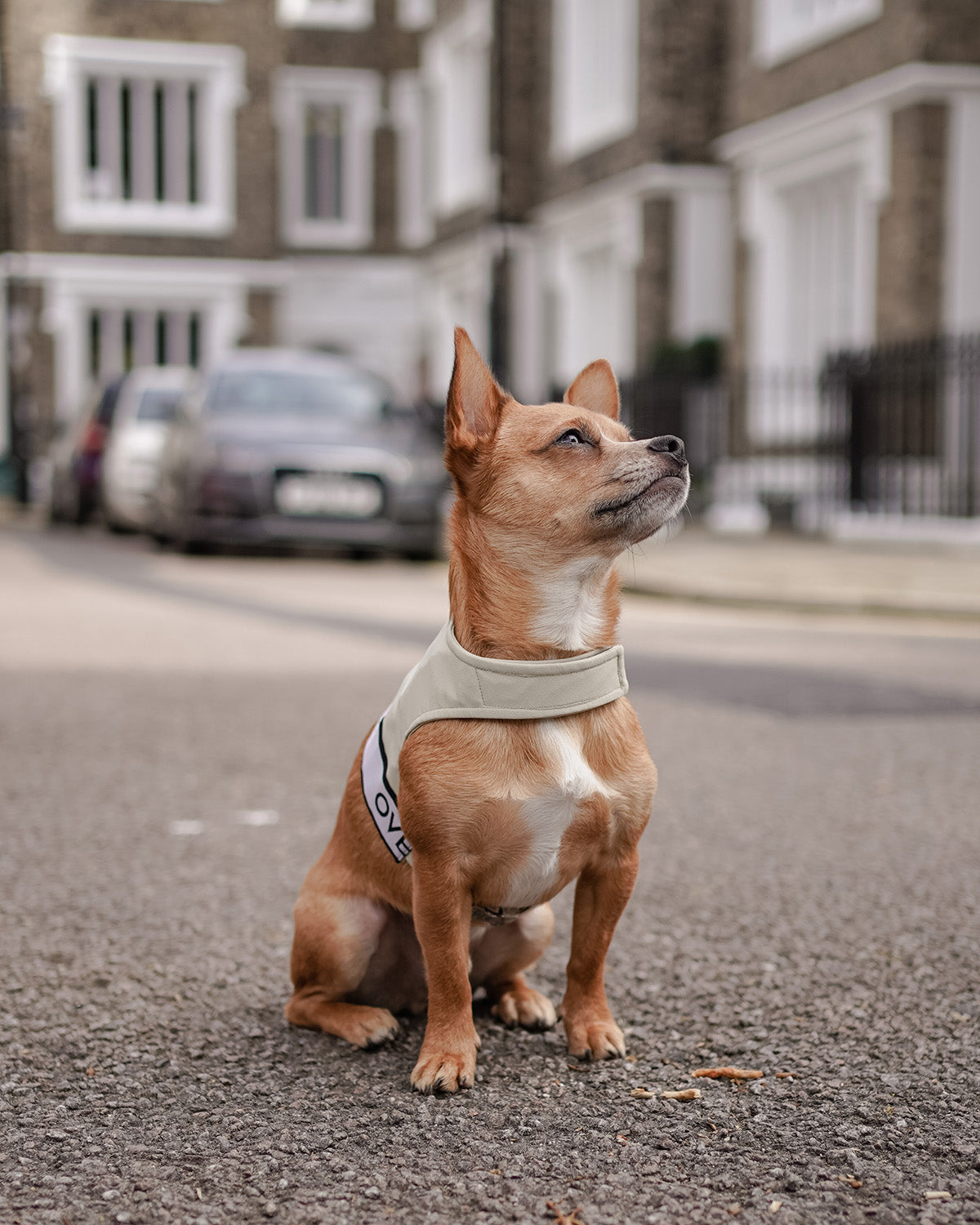 A dog wearing an Over Glam harness in the street