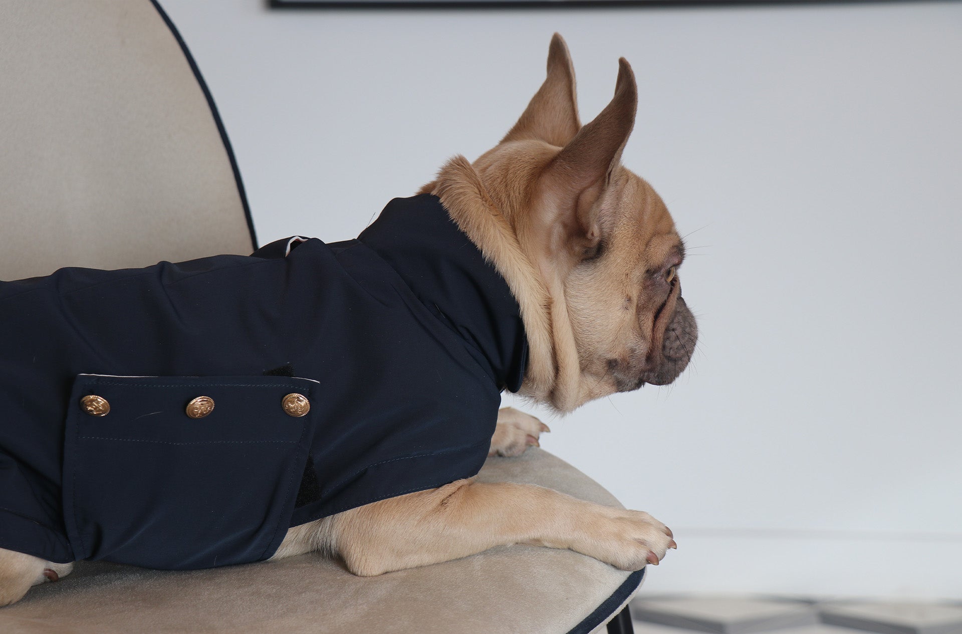 A dog wearing an Over Glam Thin Coat on a chair