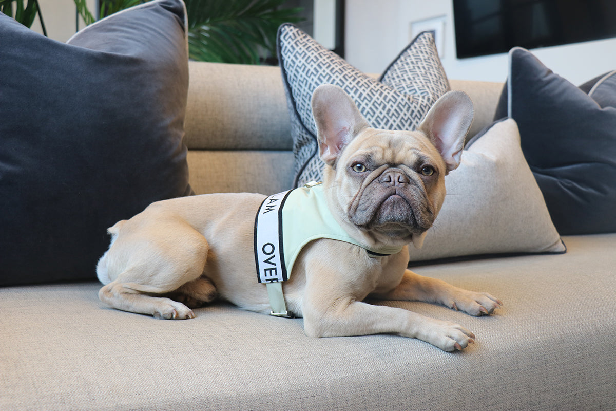 A dog on a couch wearing an Over Glam Pastel Ribbon Harness