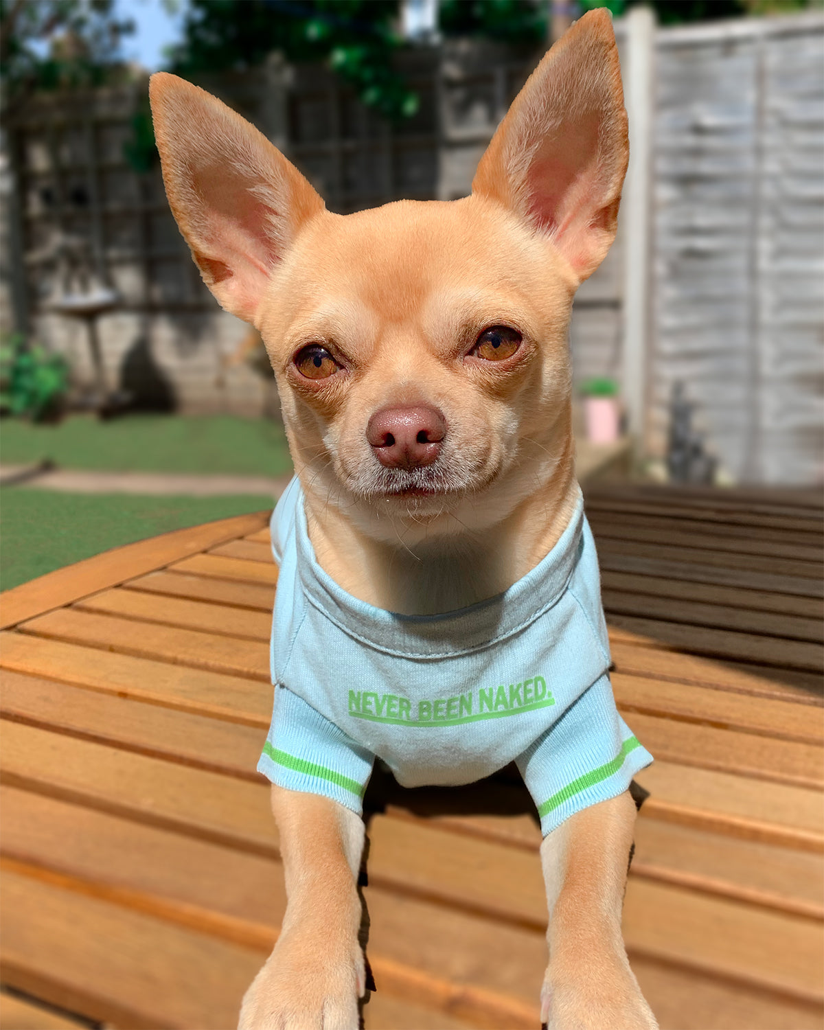 A dog on a table wearing an Over Glam t-shirt