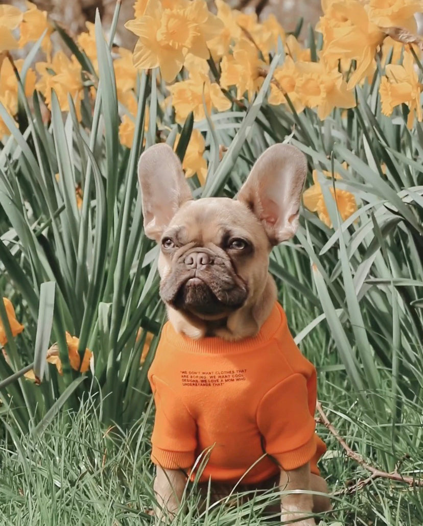 A dog posing in a park with an Over Glam sweatshirt