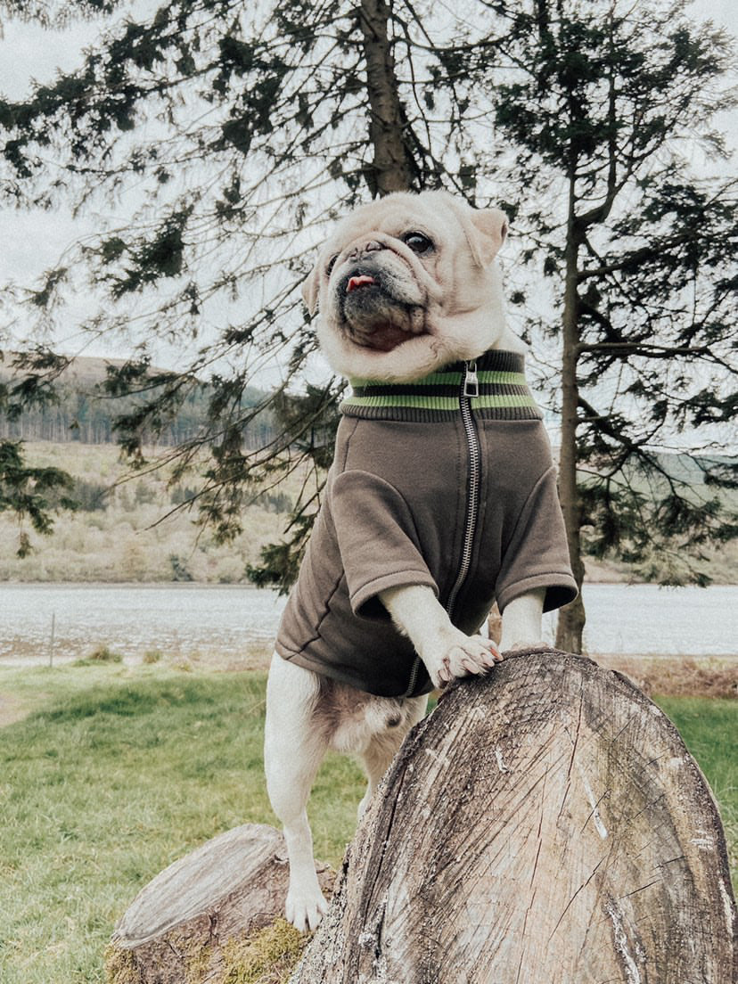 A dog posing in the wild with an Over Glam thin jacket