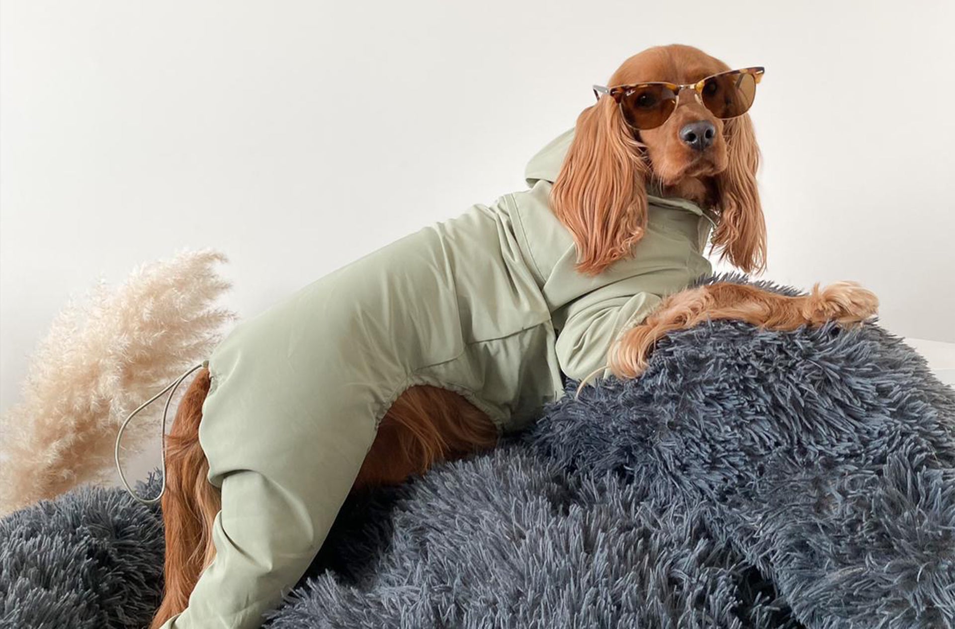 A dog posing with an OverGlam green four legged thin coat