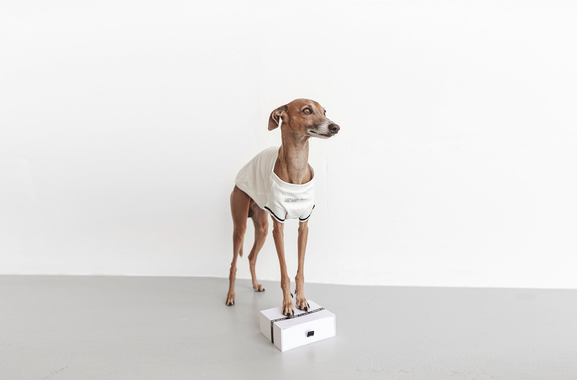 A dog wearing an Over Glam T-shirt on a box