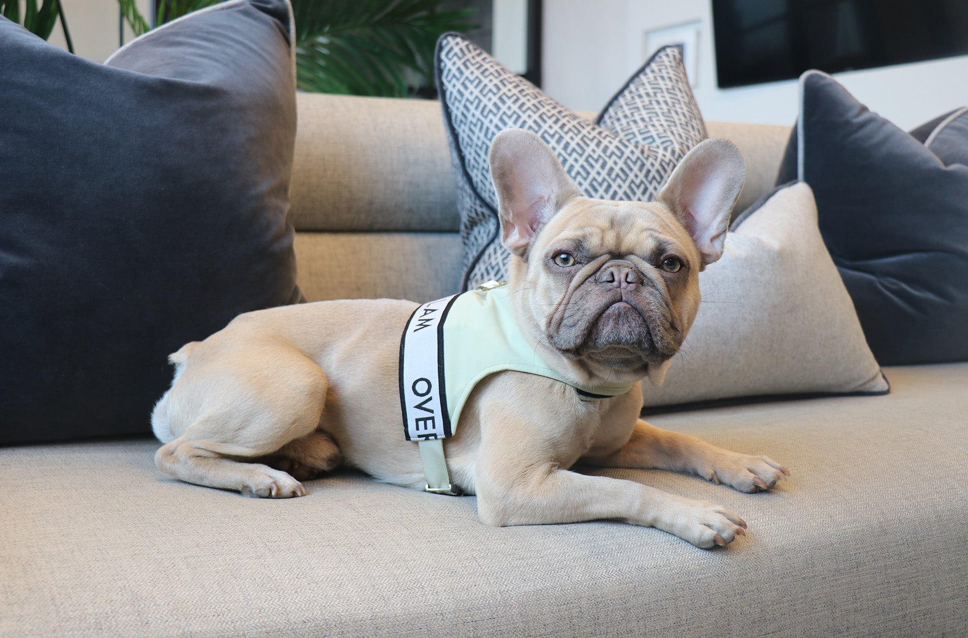 A dog posing with an Over Glam Harness on a couch