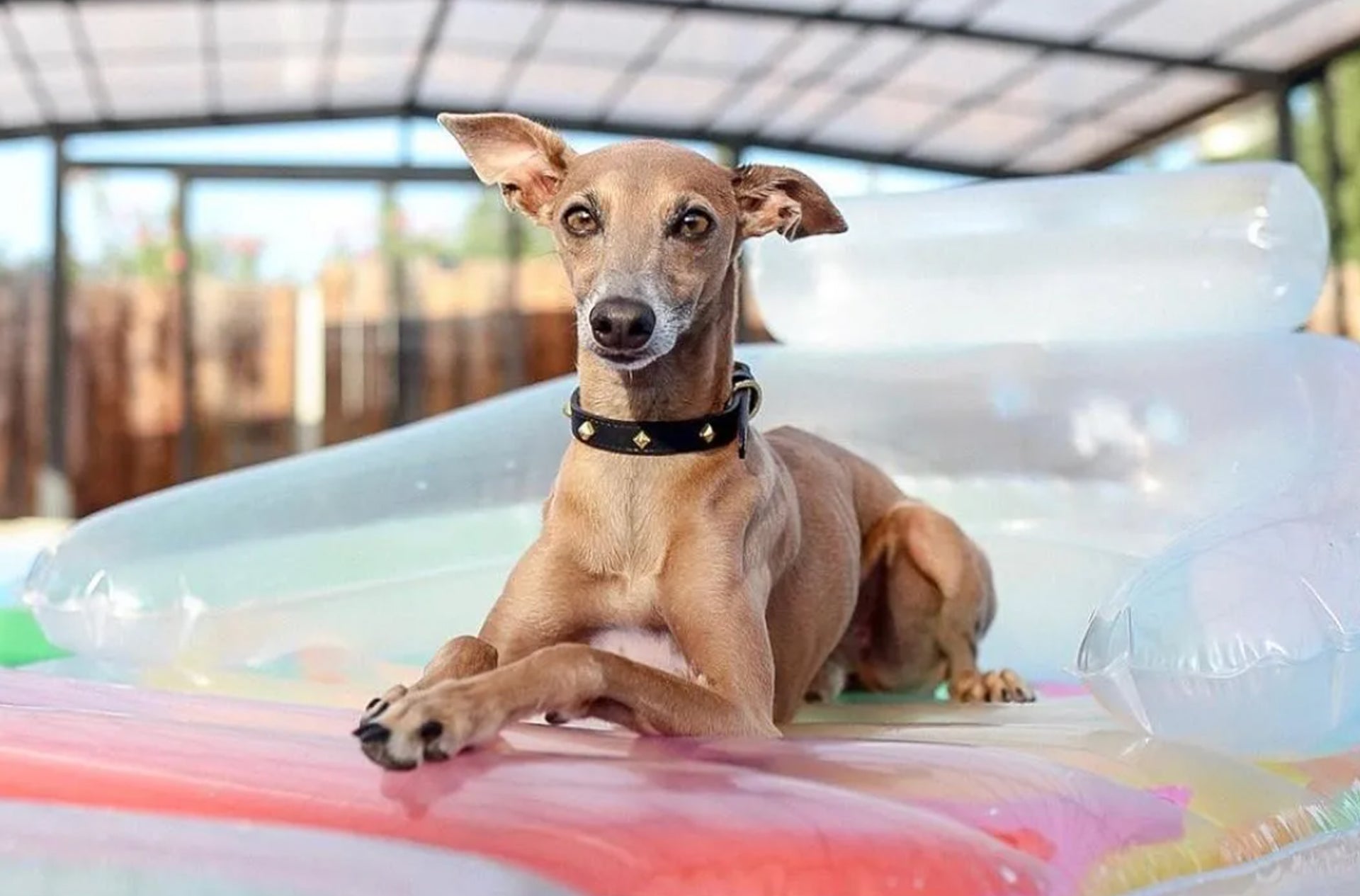 A dog wearing an Over Glam rivet collar floating on a pool