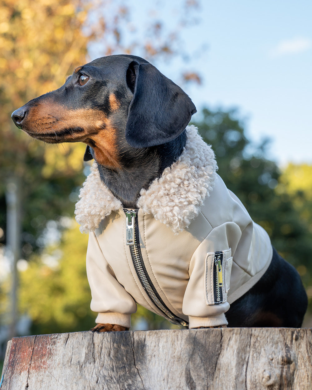 Dog wearing Over Glam Faux Fur Leather Jacket