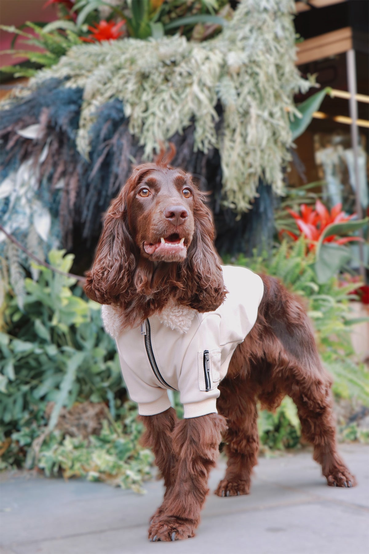 Dog wearing Over Glam Faux Fur Leather Jacket