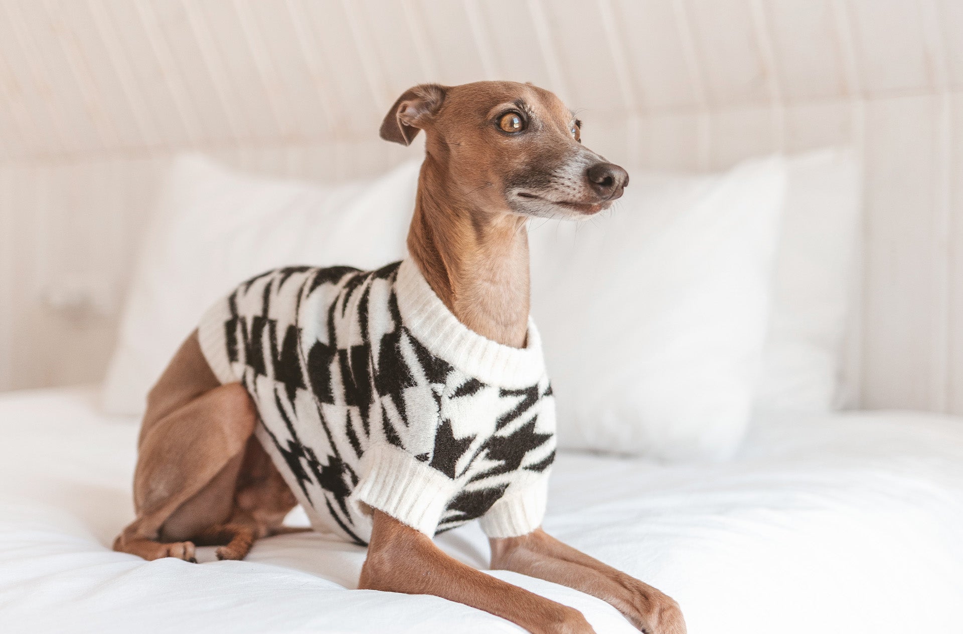 A dog posing with an Over Glam Jumper on a bed