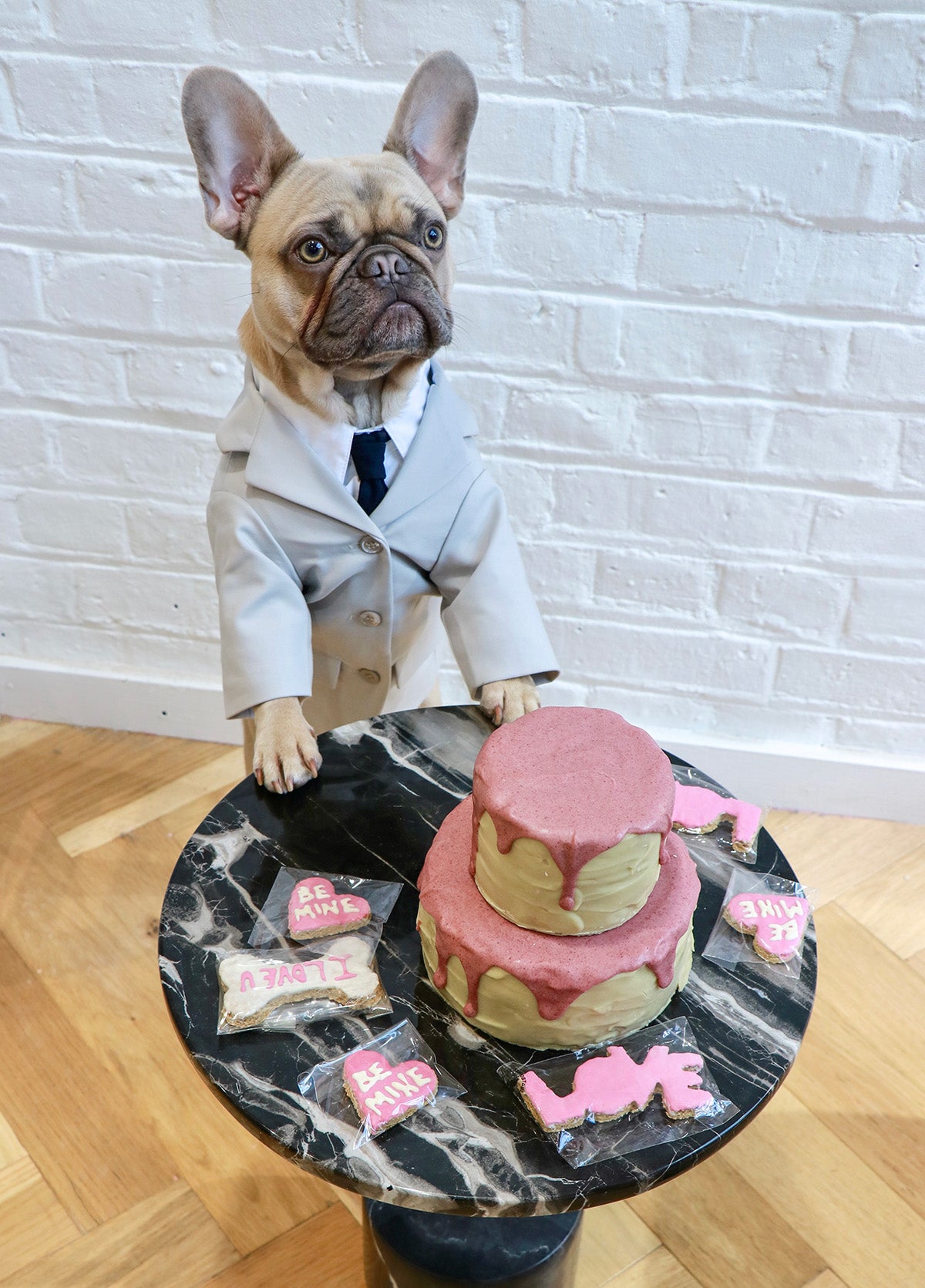 Dog wearing Over Glam Suit in front of a birthday cake