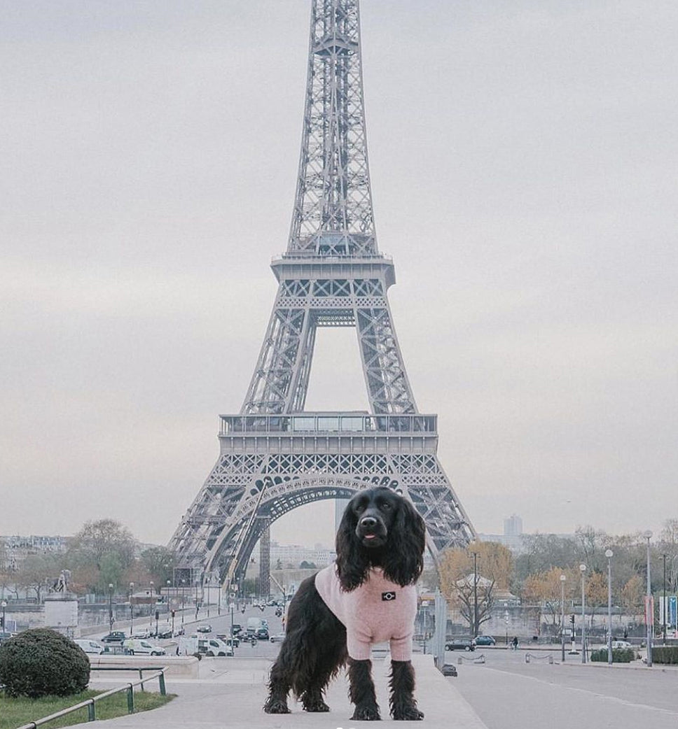 A dog posing in foront of the Eiffel tower with an Over Glam jumper