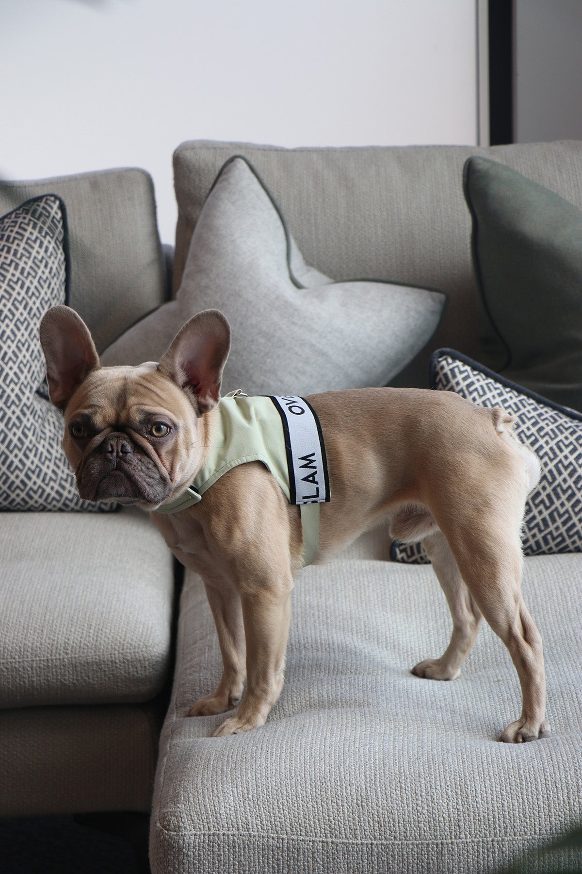 Dog wearing Over Glam Harness on a couch