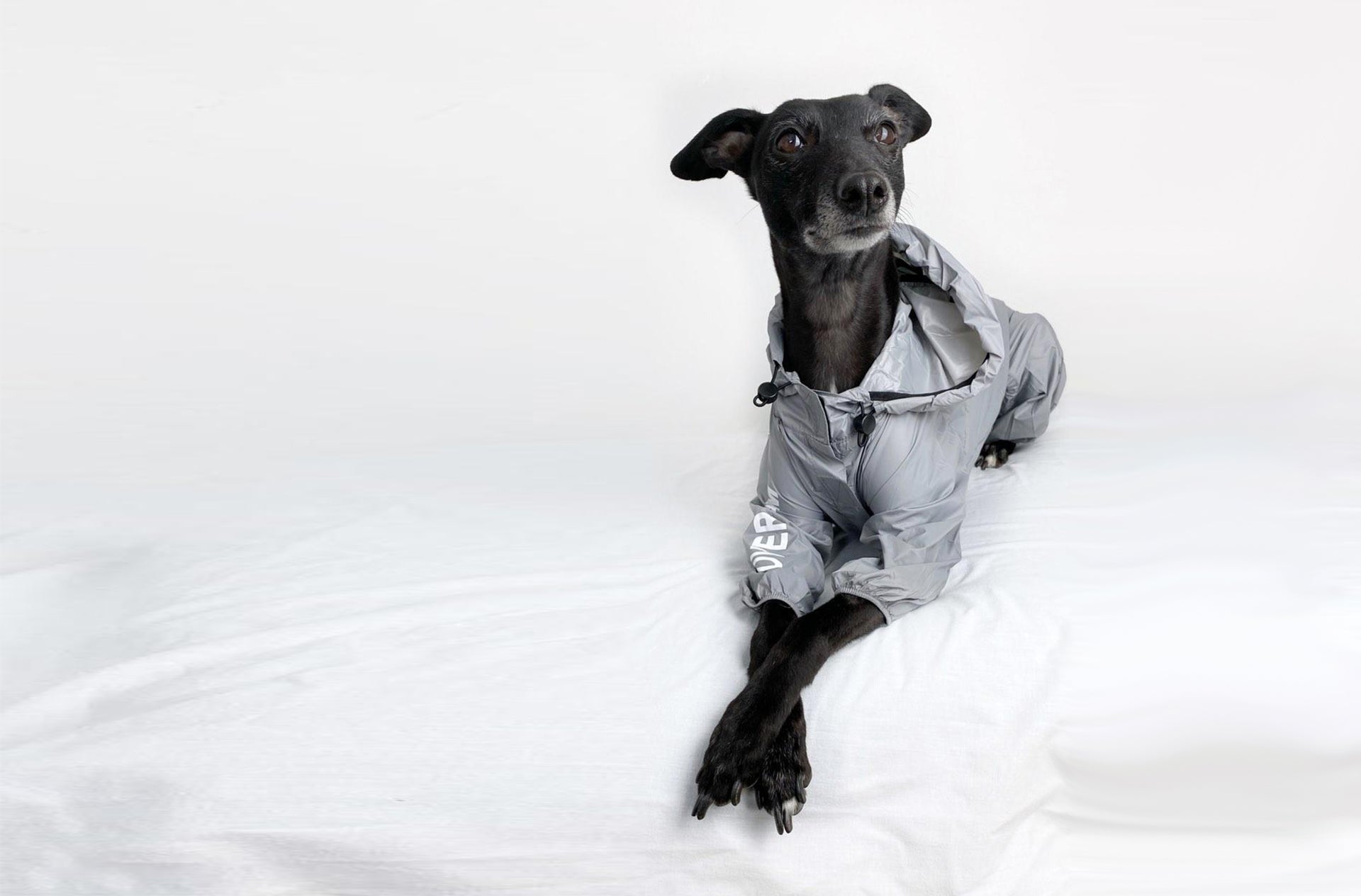 A dog posing with an Over Glam Thin Coat on a bed